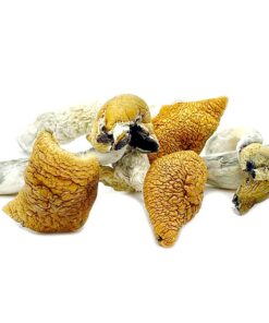 Golden Teacher Mushroom