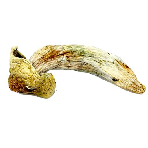 Melmac Magic Mushroom for sale in DC