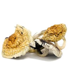 Z Strain Magic Mushrooms for sale in DC