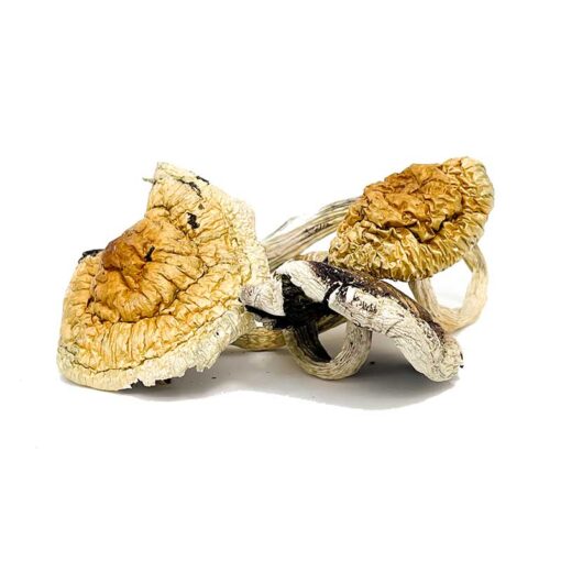 Z Strain Magic Mushrooms for sale in DC